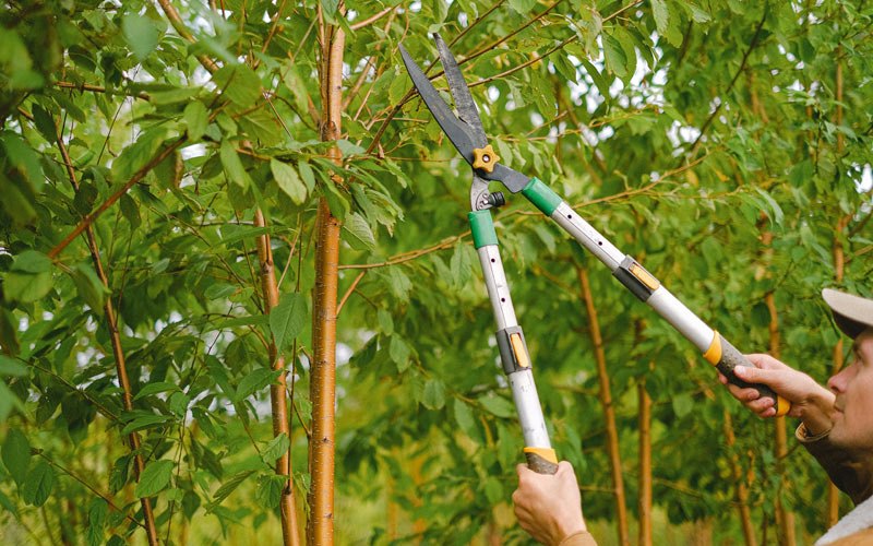 Tree trimming in Parish, NY